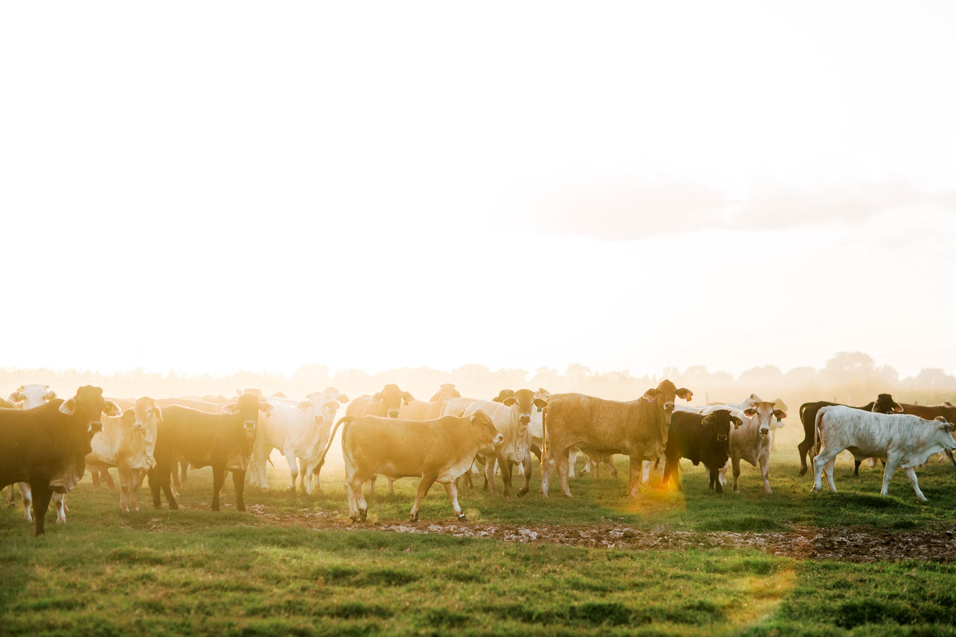 Texas cattle at sunset