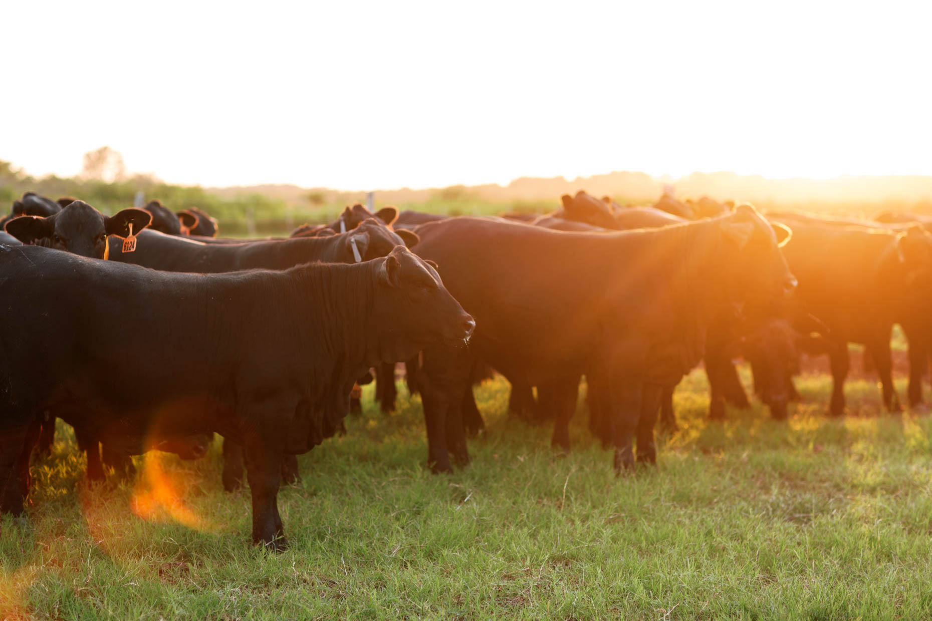 black texas cattle at sunset