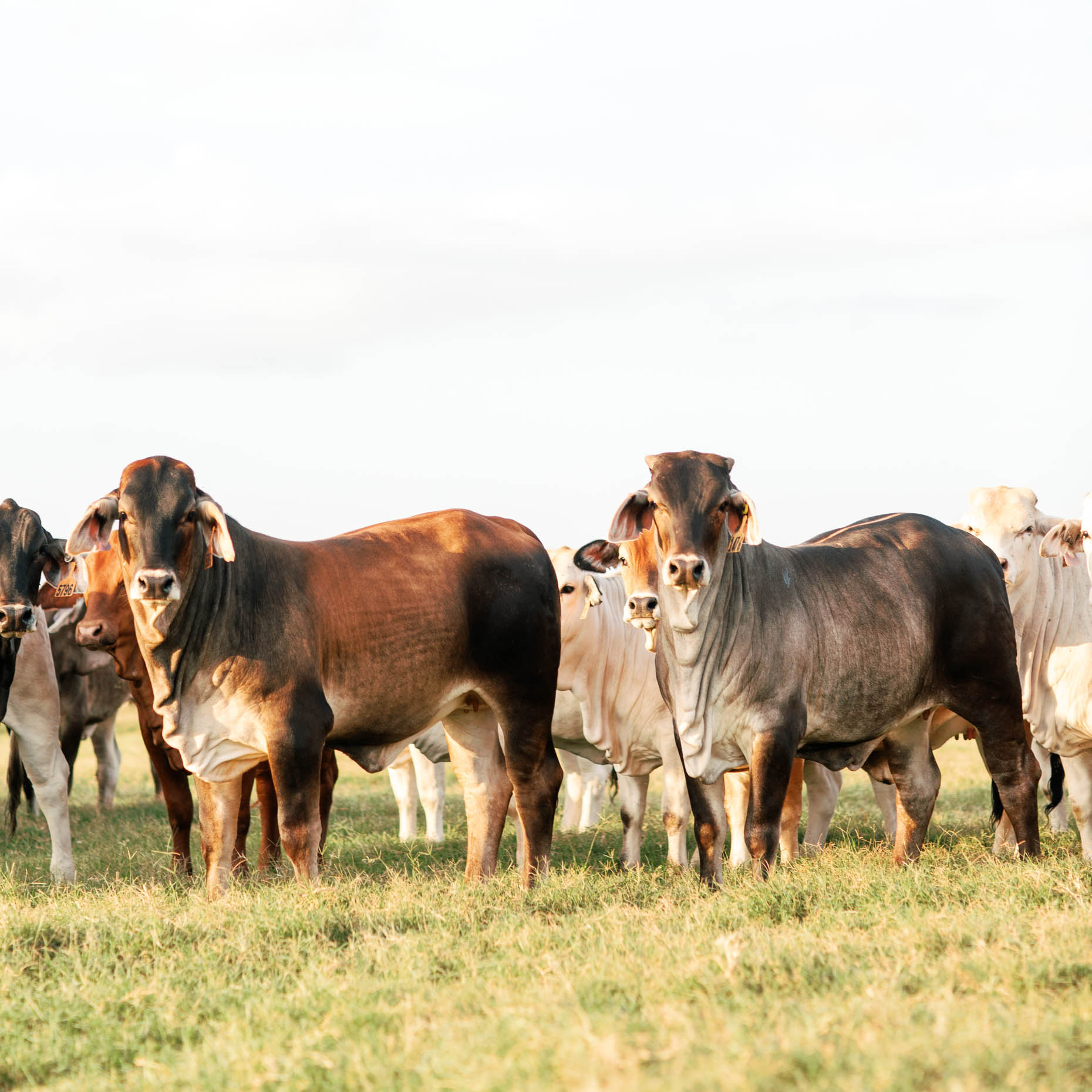 brand photography for Texas cattle ranch