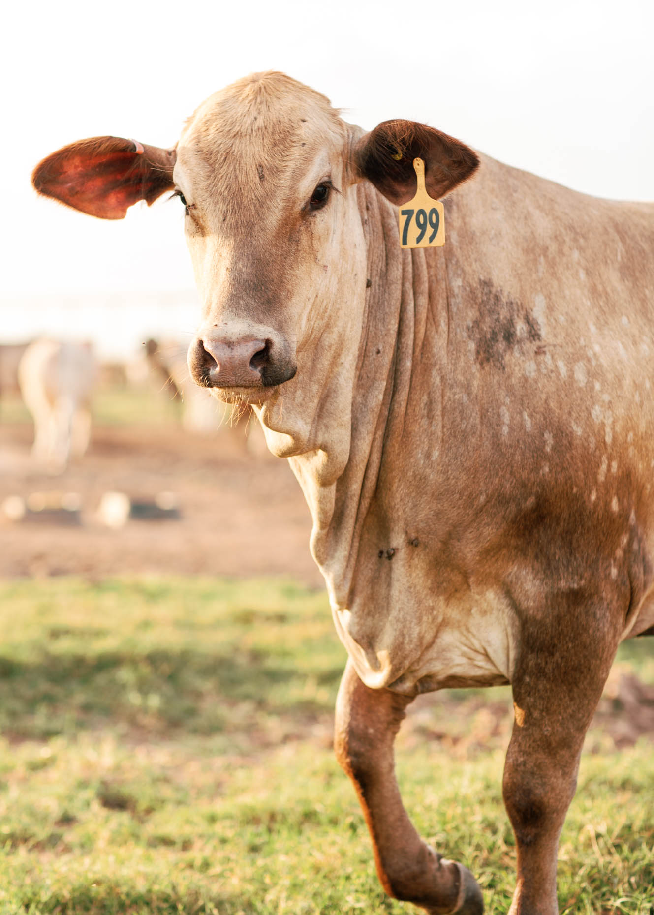 branding photos for Texas cattle ranch