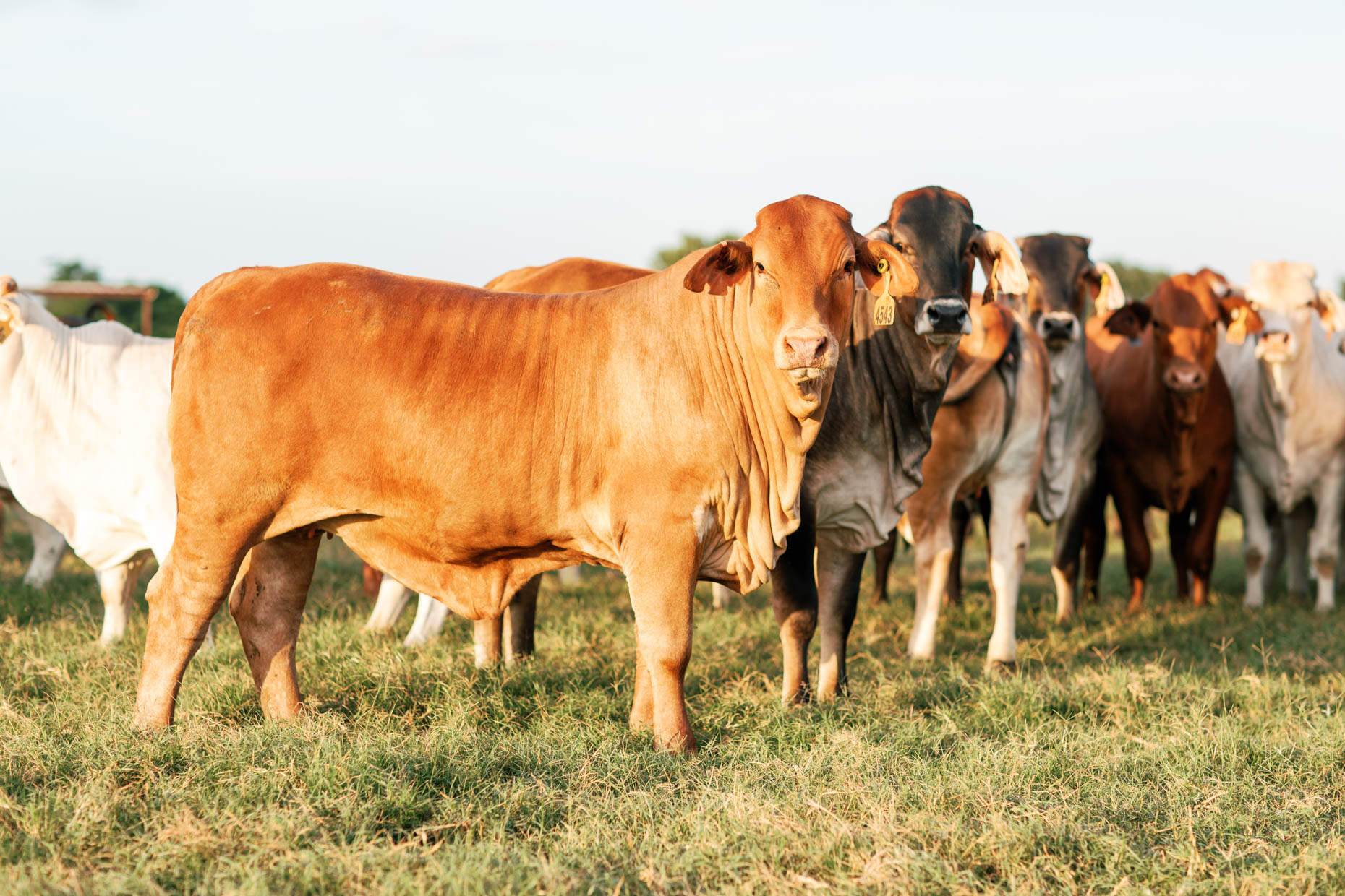 branding photos for a Texas cattle ranch