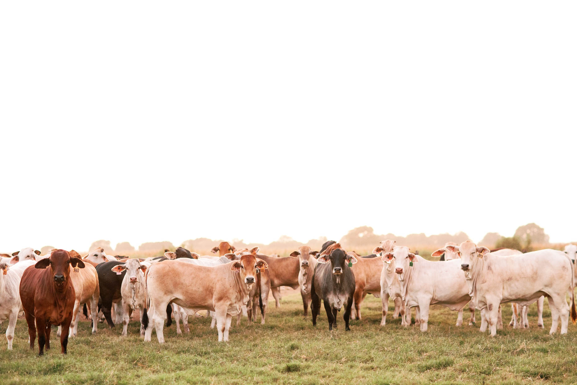 group of cattle in Texas