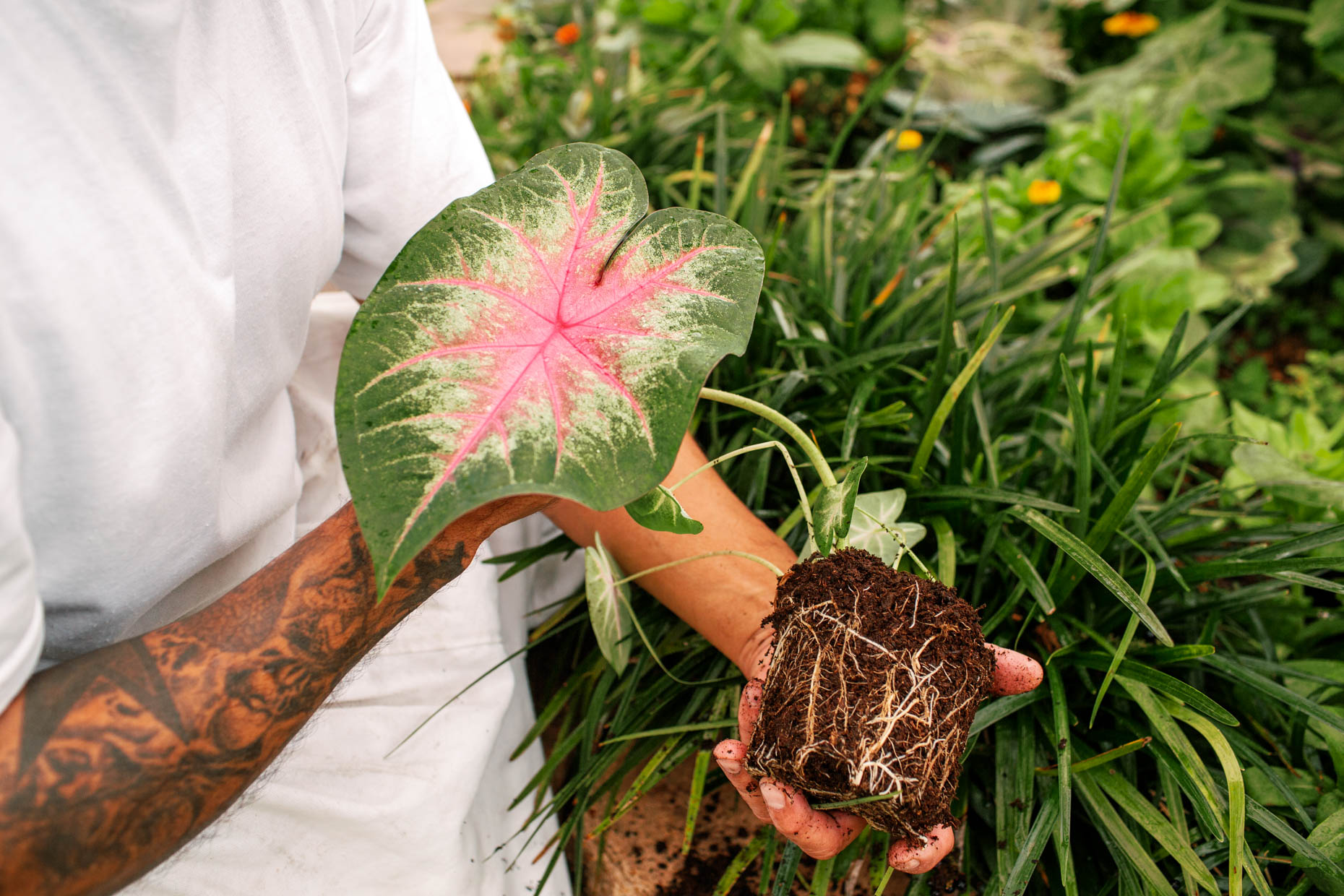 A tattoo arm of a prisoner holding a plant for an editorial