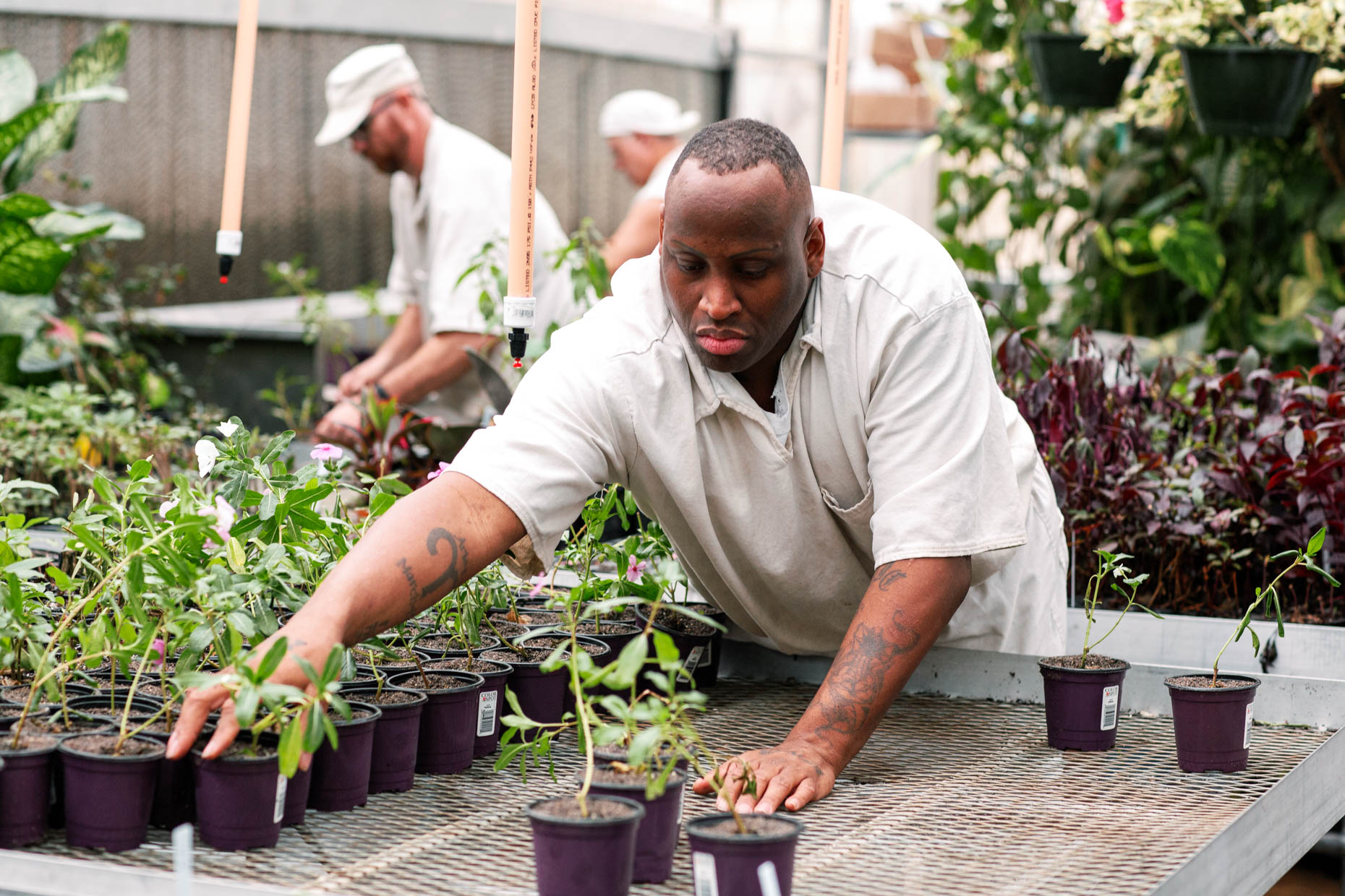 Texas prisoner working with plants in a gardening class. Editorial photography