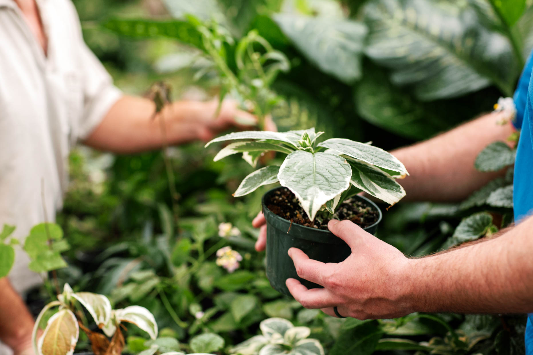 Prisoners working with plants to gain skills in horticulture