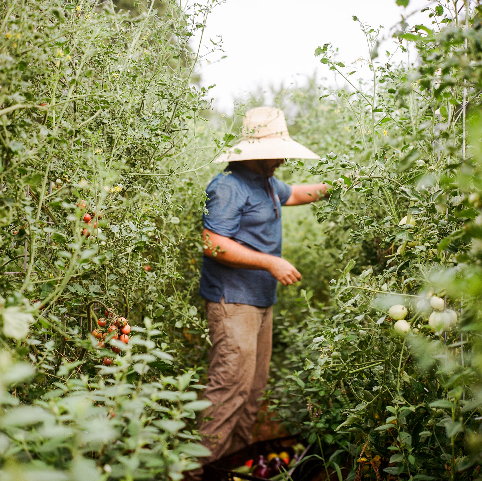 farmer harvesting produce at an organic farm in texas