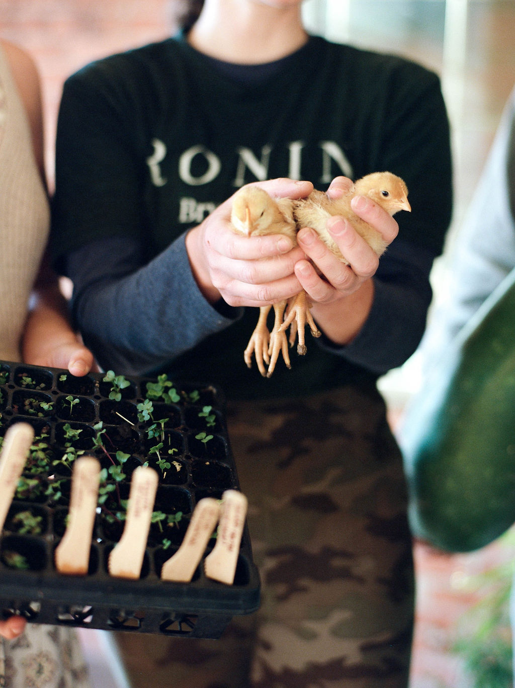 Farm working holding baby chicks