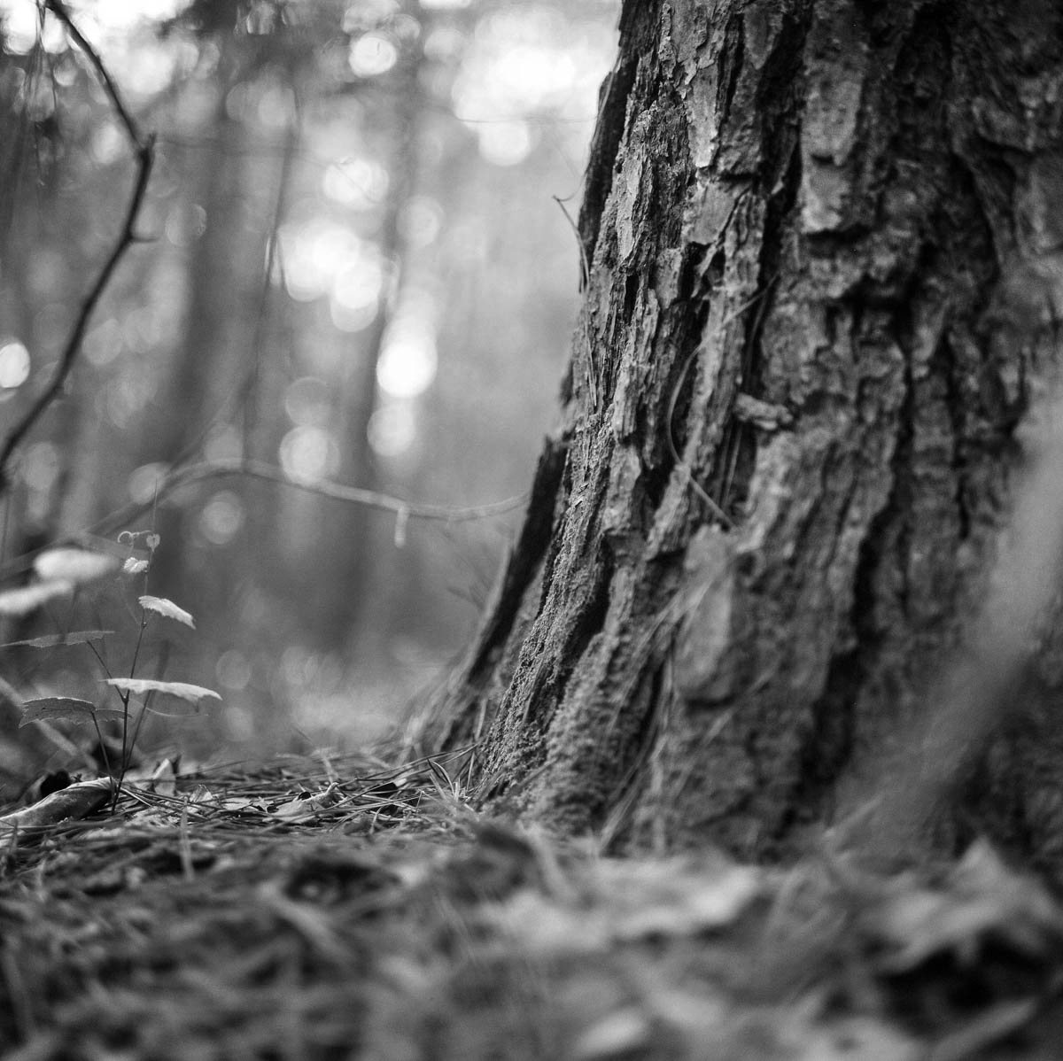black and white film photos of trees in piney woods texas