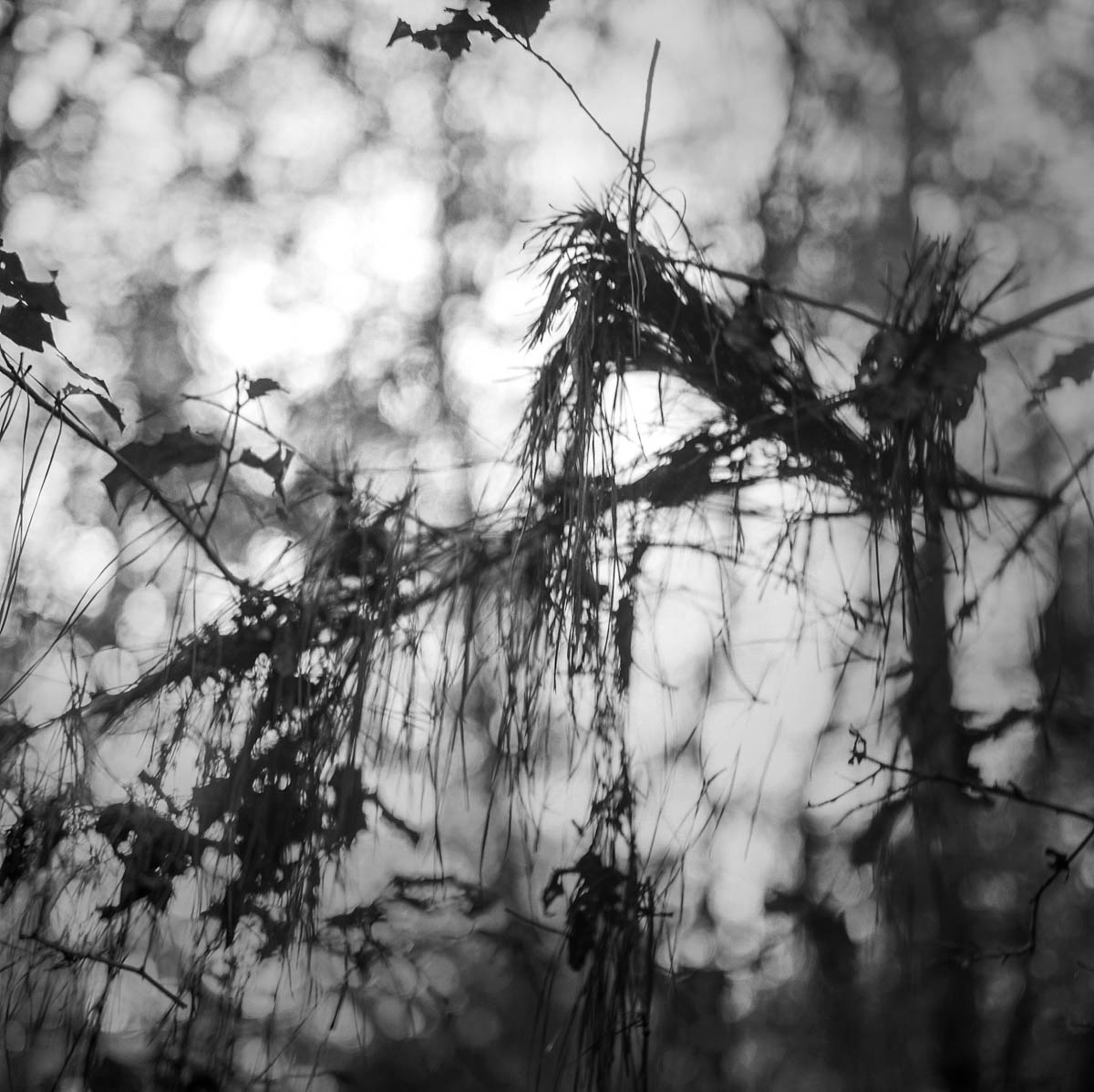 black and white film photos of trees in piney woods texas