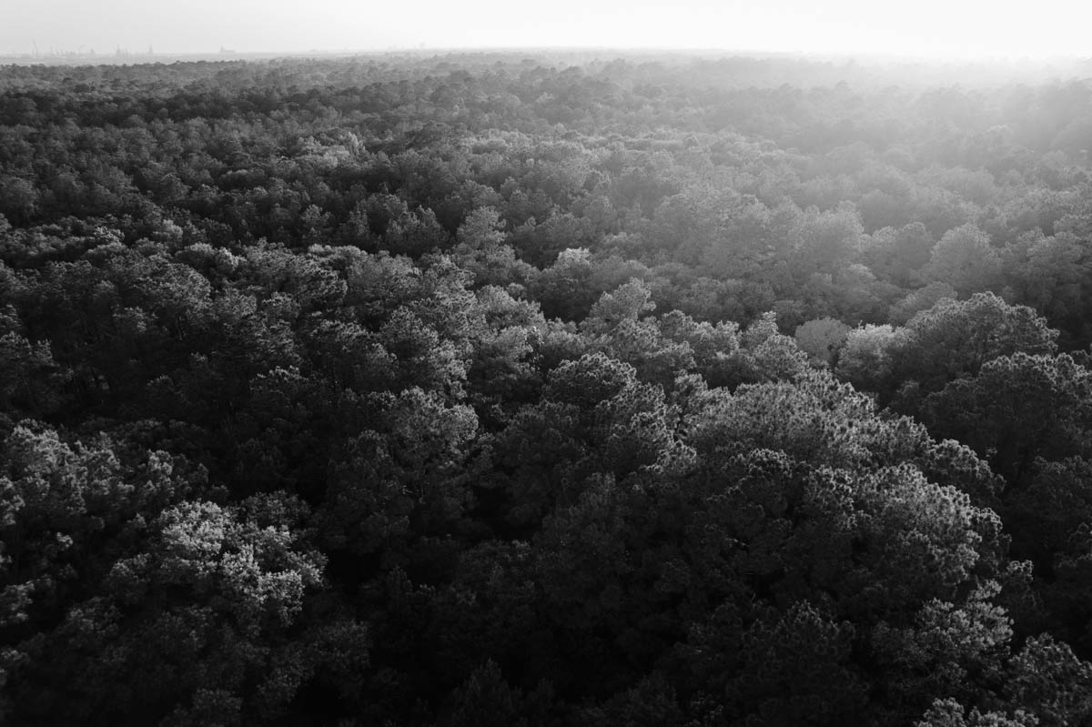 drone image of piney woods forest in southeast texas