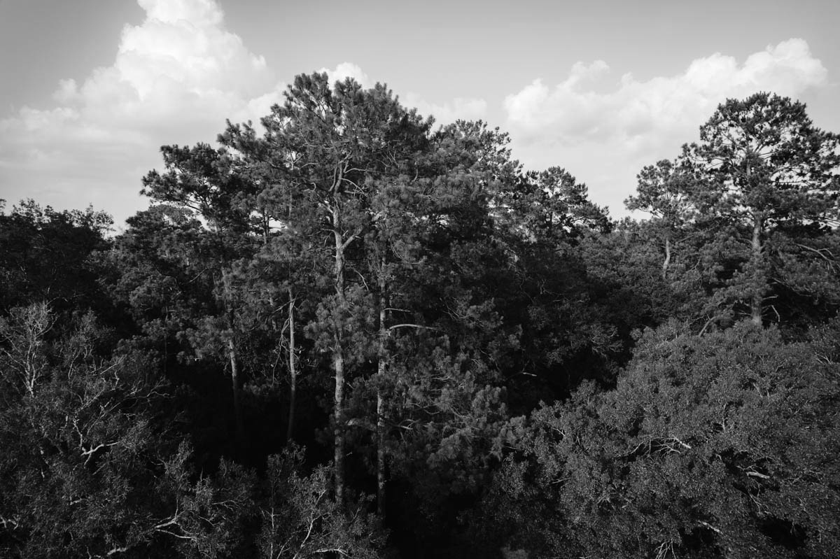 drone image of piney woods forest in southeast texas