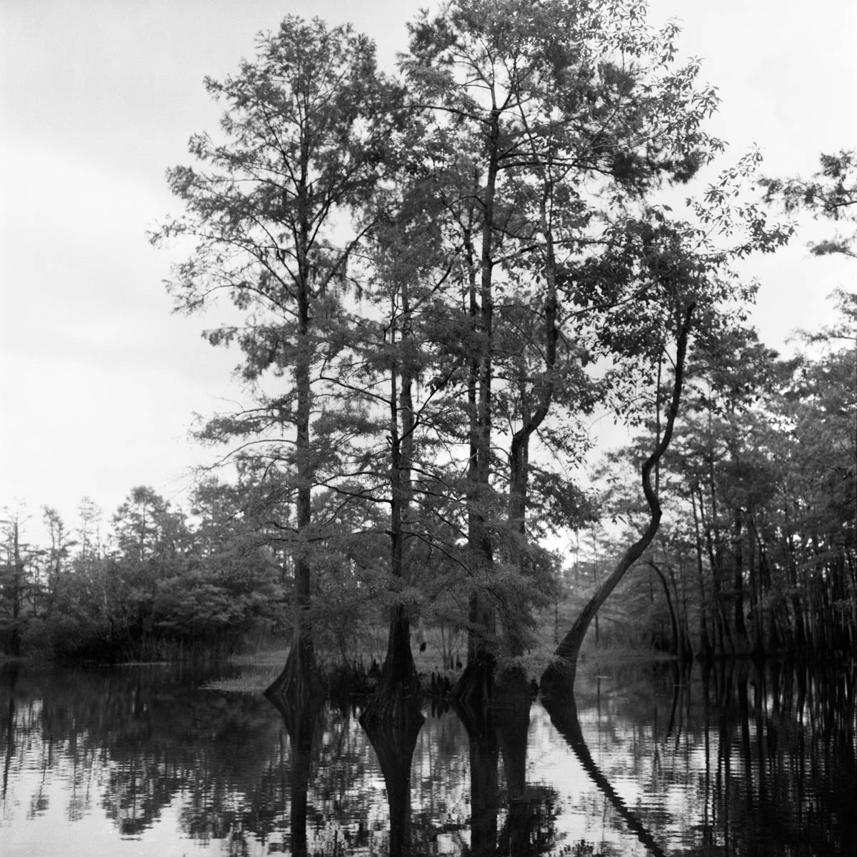 black and white film photo of southeast texas bayou cypress trees