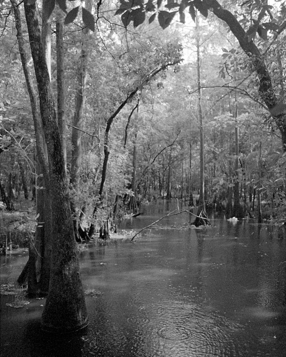 black and white film photo of southeast texas bayou