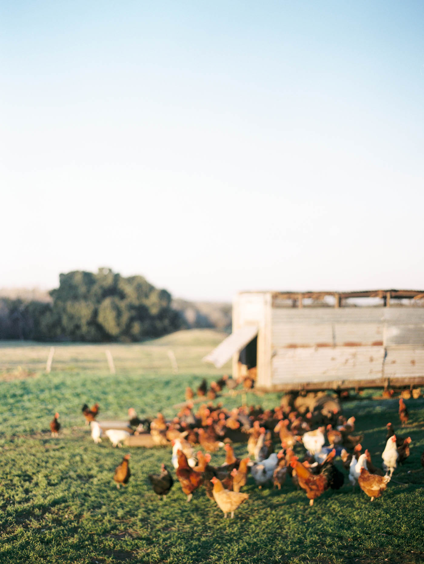 branding photos for a family owned Texas farm chicken tractor