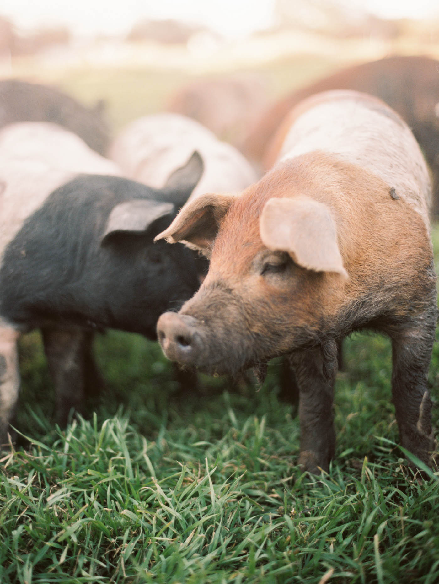 branding photos for a family owned Texas farm heritage pigs