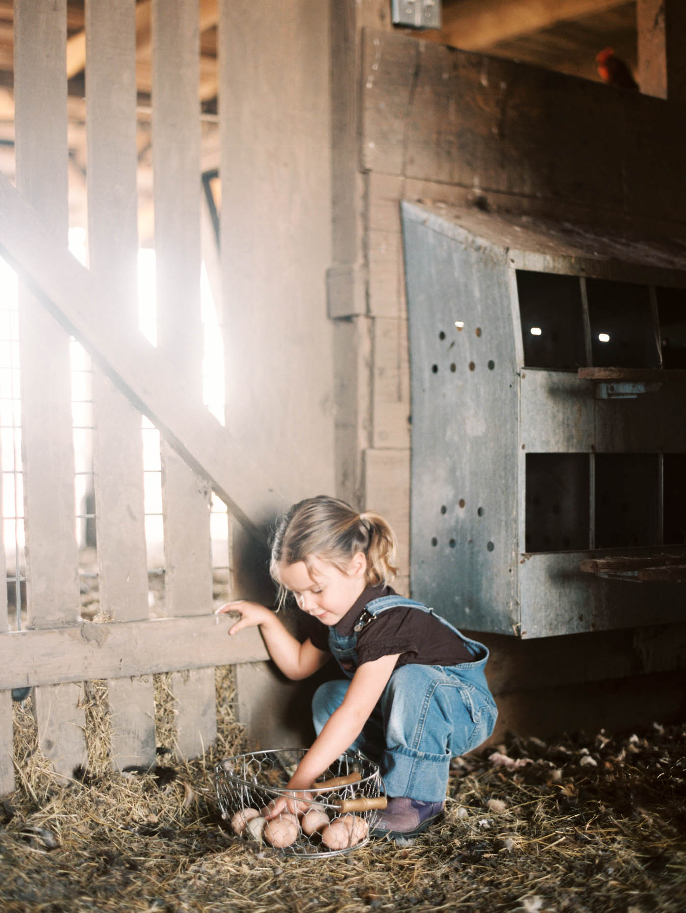 branding photos for a family owned Texas farm young girl in barn