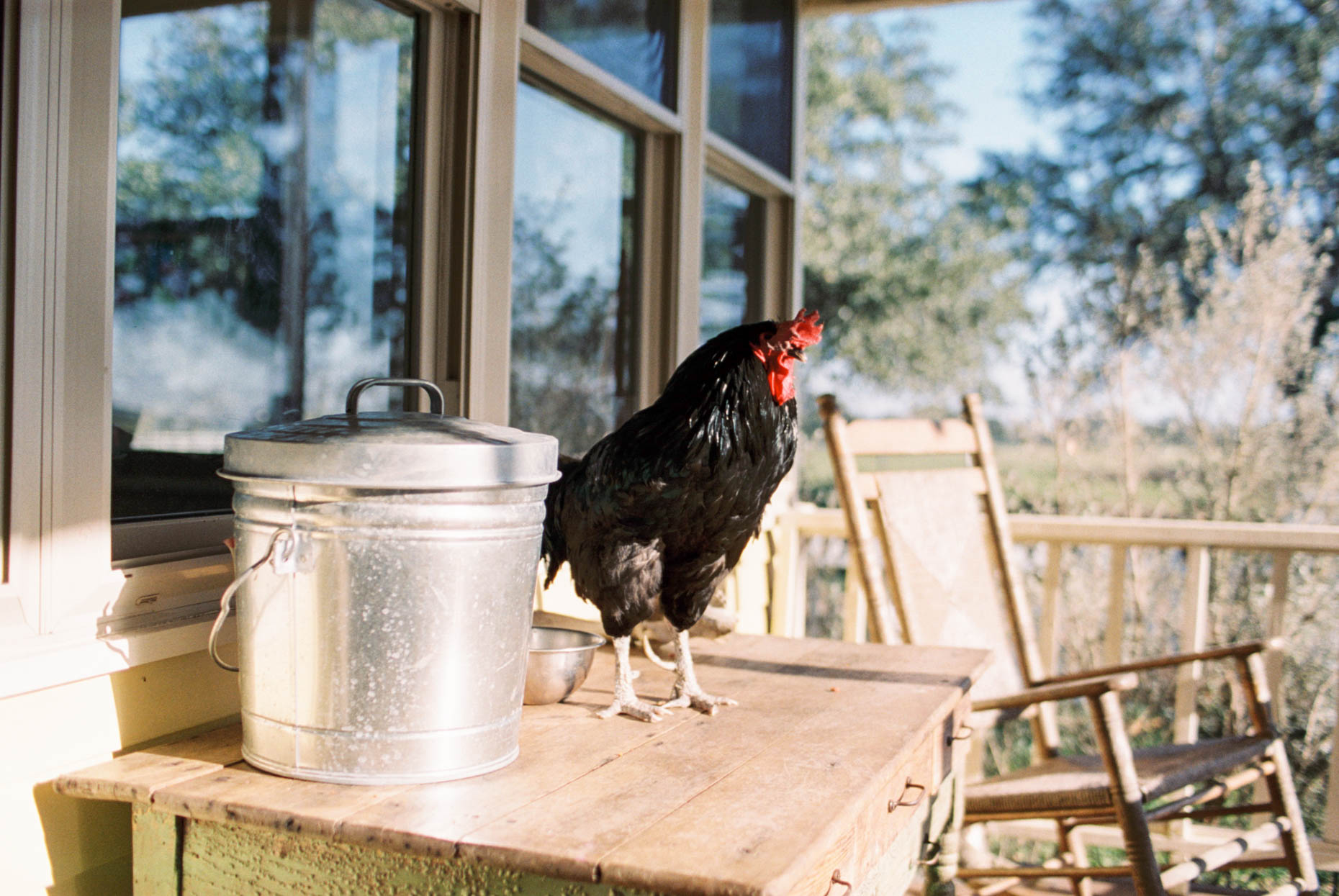 branding photos for a family owned Texas farm